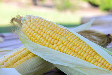 Fresh corn on cobs on rustic wooden