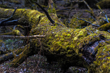 Fototapeta premium Tree trunk on the ground covered by moss 