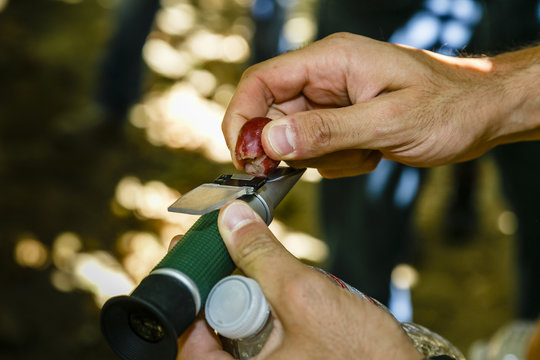 Man using a refractometer, measuring the density of grape must, San Joaquin valley, California, USA.