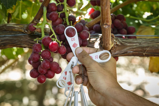 Measuring the diameter of a grape, San Joaquin valley, California, USA.