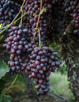 Grapes,  in San Joaquin valley, California, USA.