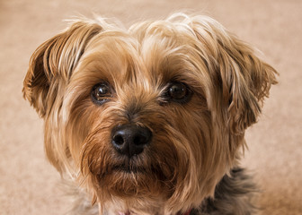 Scruffy Yorkshire Terrier