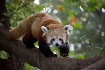 Red panda 11