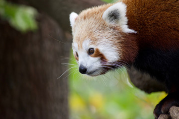 Red panda 10