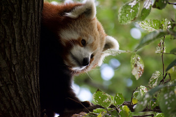 Red panda 7