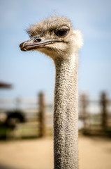 De struisvogel op de achtergrond van de boerderij en de blauwe lucht kijkt in de camera en buigt zijn hoofd.