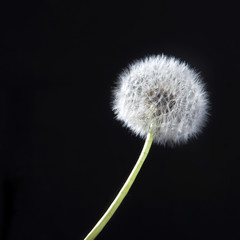 the Detail of past bloom dandelion on black blur background