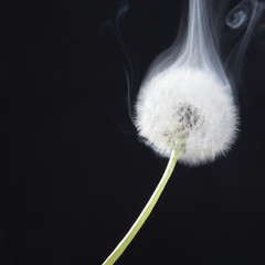 the Detail of past bloom dandelion with smoke on black blur background