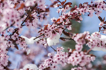 Spring and Snow