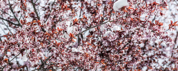 Spring and Snow