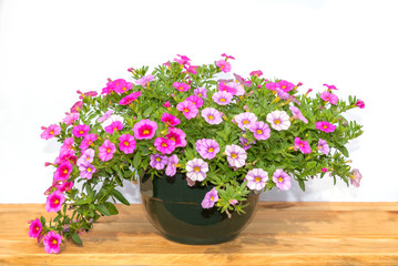 Pot of colorful pink petunia flowers on a wooden table, isolated on white background
