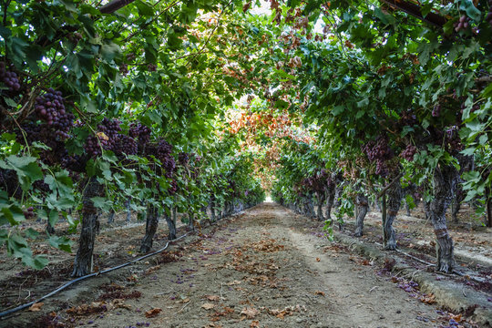 Red Globe grapes at  vineyard, San Joaquin valley, California, USA