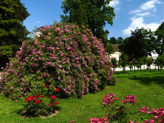 Rosengarten