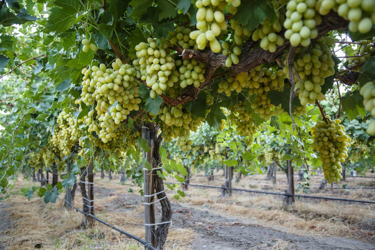 Grape at a vineyard in San Joaquin valley, California, USA.