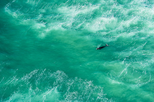 Southern Right Whale in a vast ocean