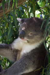 Koala 4