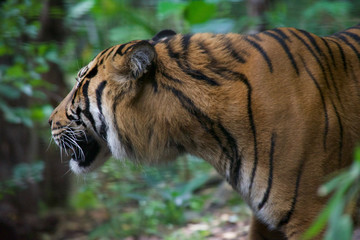 Tiger close up 25