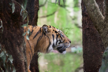Tiger close up 19