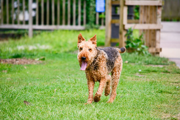 Airedale Terrier dog walking on grass