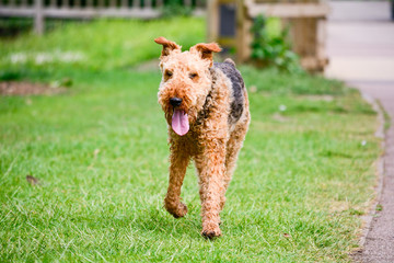 Airedale Terrier dog walking on grass
