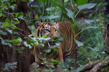 Tiger close up 11