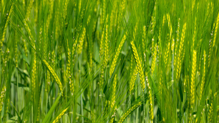 Getreidefeld im Sommer