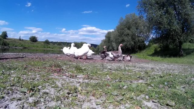 Goose Family Frolicking on river bank 2