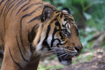 Tiger close up 6