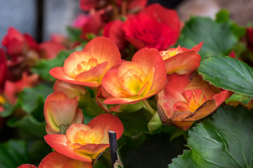 Begonia Flowers (Begonia tuberhybrida) grown at greenhouse