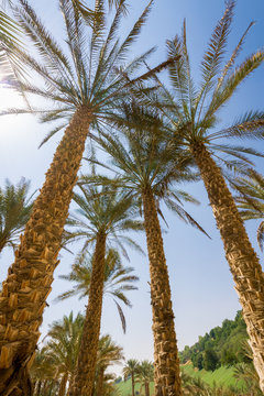 Liwa Palms