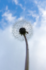 photo of white fluffy dandelion on blue sky background
