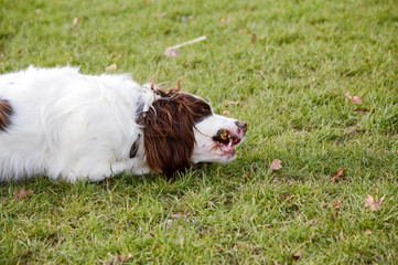 English Springer Spaniel dog chewing stick in park