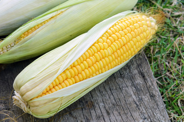 Top view of fresh corn on cobs on rustic wooden with Copyspace