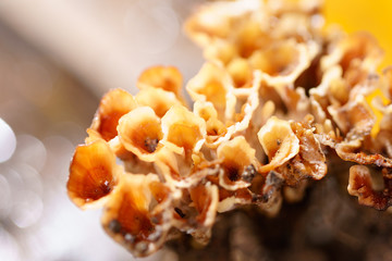 mushroom