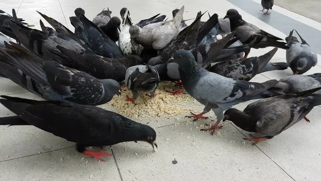 4K pigeons eating in the public park