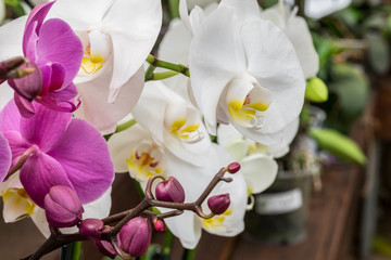 Beautiful orchid flowers grown at greenhouse