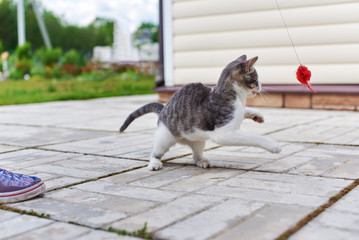 Boy is playing with small cat. Cat is chasing toy mouse.