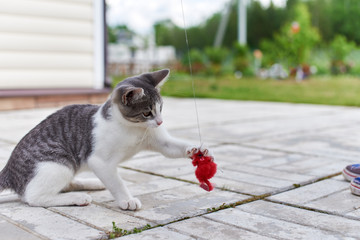 Boy is playing with small cat. Cat is chasing toy mouse. - 159284549
