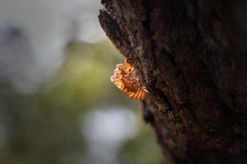 Cicada Shedding Skin
