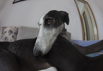 Galgo fisheye