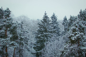 the first snow in the coniferous forest. fir trees in the snow