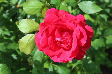 Die erste Rose blüht