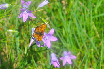 Brenthis daphne, Marbled Fritillary butterfly collecting nectar on wild flowers. Fritillary...
