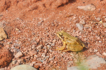 European green tree frog on the road on the edge of the forest. Frog in natural habitat