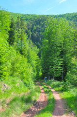 Fototapeta na wymiar Dirt road in the mountains between the trees. Mountain landscape with old road