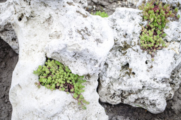 Beautiful rock garden cultivated roof gardening