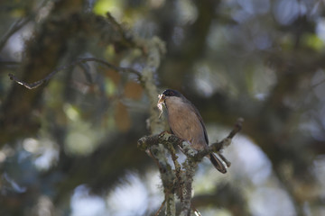 Sylvia melanocephala eating