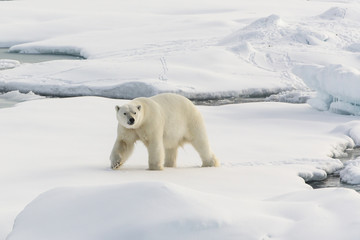 Obraz na płótnie Canvas Auf der Suche nach den Eisbären