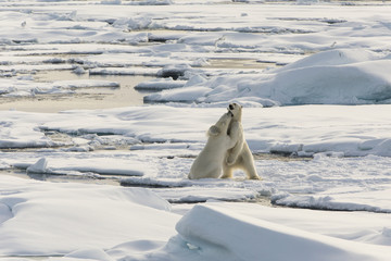 Obraz na płótnie Canvas Auf der Suche nach den Eisbären