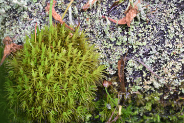 Moss